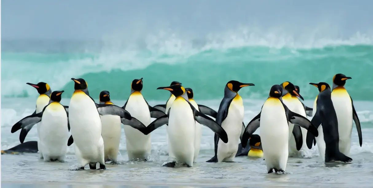 Phillip Island Penguin Parade Day Tour from Melbourne – Private Chauffeur Packages