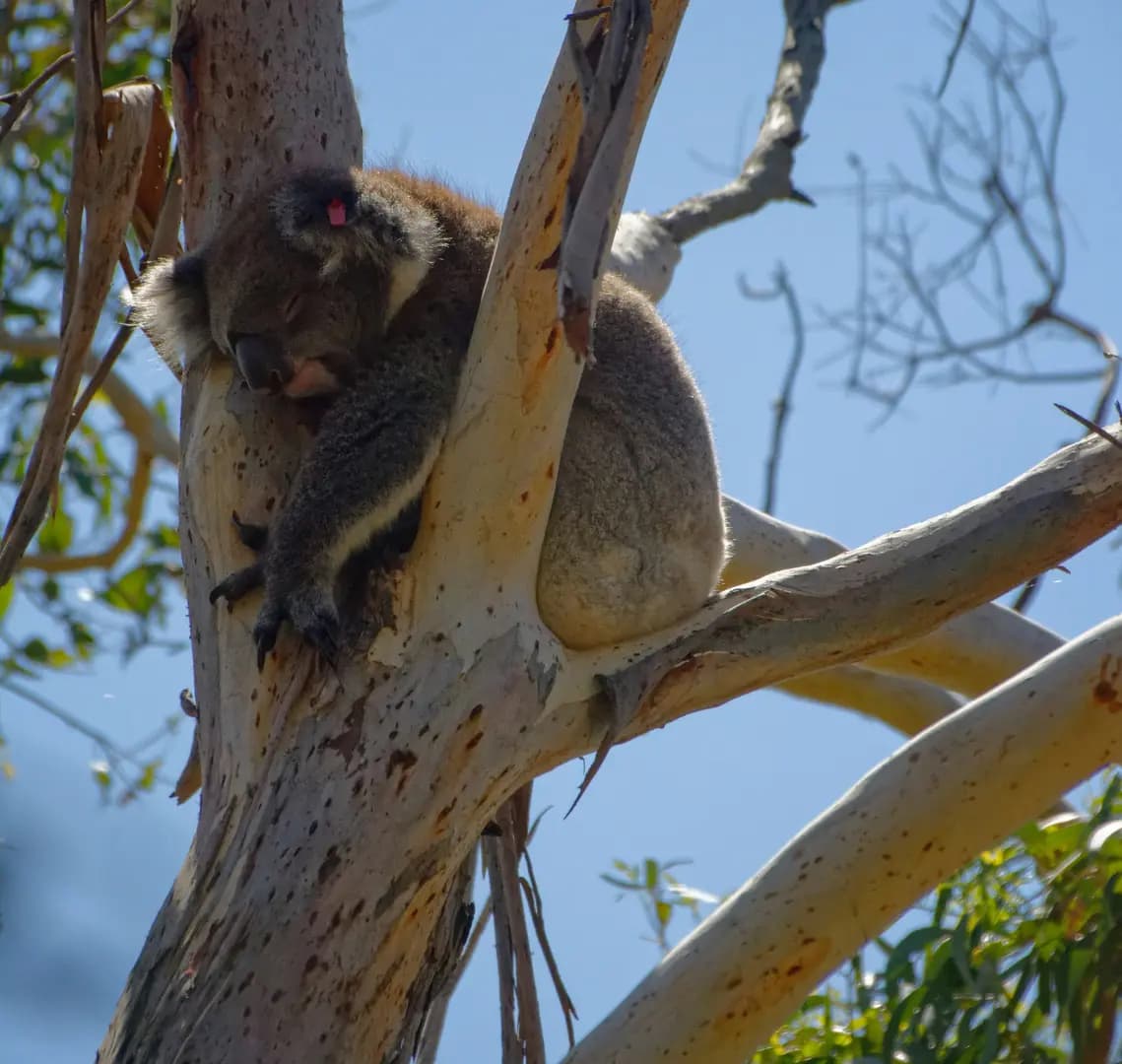 Phillip Island Penguin Parade Day Tour from Melbourne – Private Chauffeur Packages