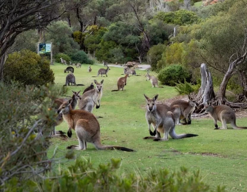 Phillip Island Penguin Parade Day Tour from Melbourne – Private Chauffeur Packages