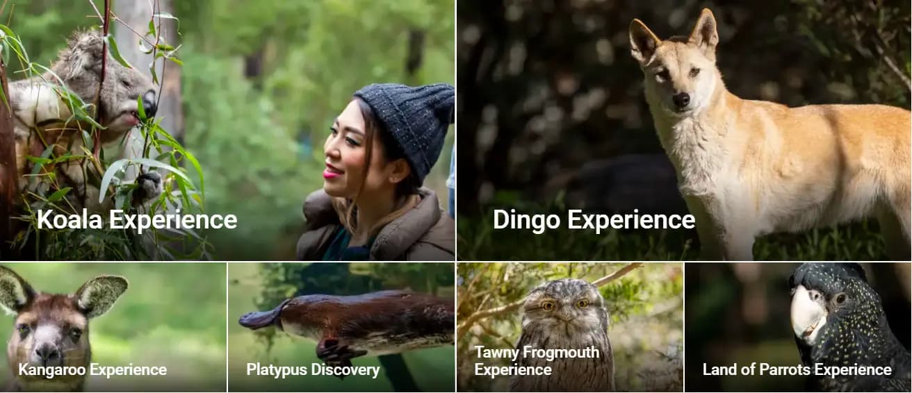 Yarra Valley Day Tour from Melbourne - Nature, Ballooning & Scenic Escapes