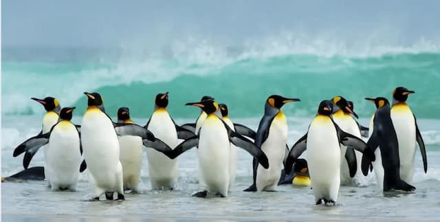 Phillip Island Penguin Parade Day Tour from Melbourne – Private Chauffeur Packages