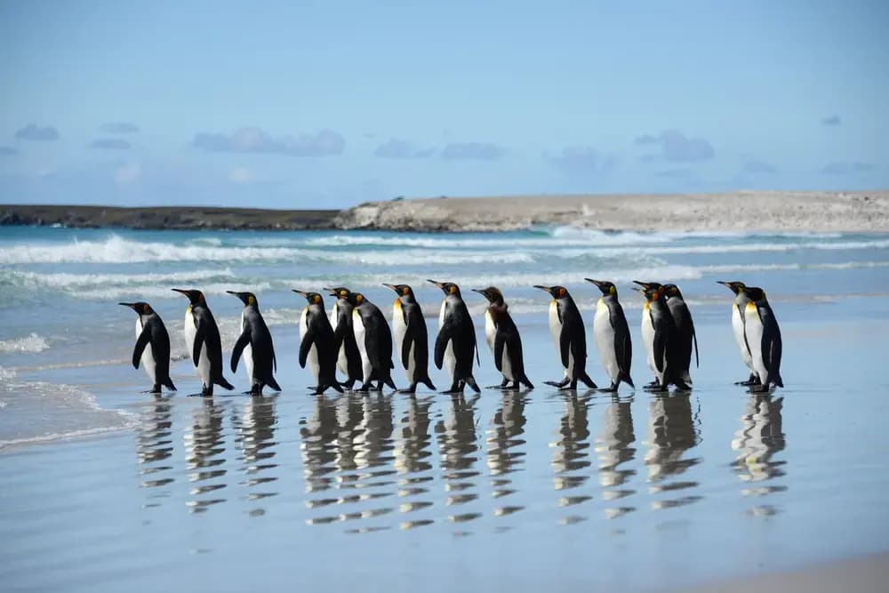 Waddle into Wonder: Your Unforgettable Penguin Parade Tour With MNMRidez Chauffeur