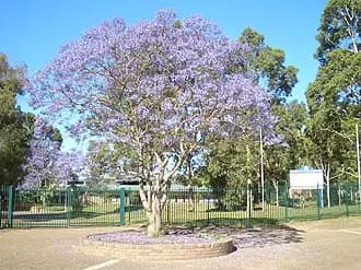 Holsworthy to Sydney Airport (SYD) | Reliable Airport Transfer