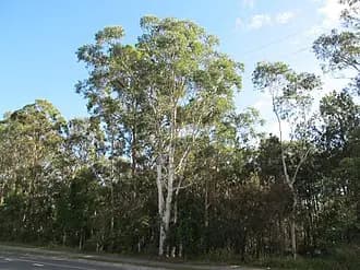 Rochedale to Brisbane Airport (BNE) | Reliable Airport Transfer