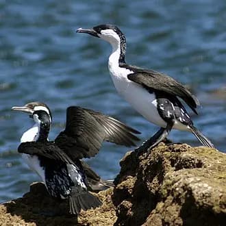 Aldinga Beach to Adelaide Airport (ADL) | Reliable Airport Transfer