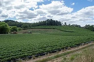Carey Gully to Adelaide Airport (ADL) | Reliable Airport Transfer