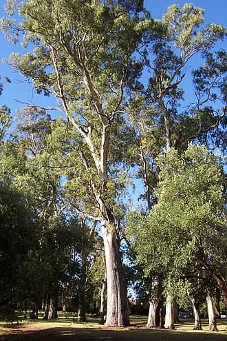 Hazelwood Park to Adelaide Airport (ADL) | Reliable Airport Transfer