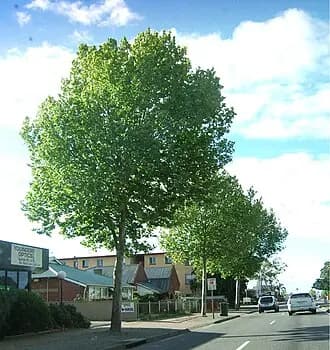 Marleston to Adelaide Airport | Reliable Airport Transfer