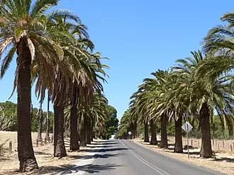 Seppeltsfield to Adelaide Airport (ADL) | Reliable Airport Transfer