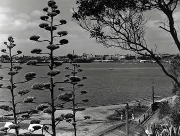 Rippleside to Melbourne Airport (MEL) | Reliable Airport Transfer