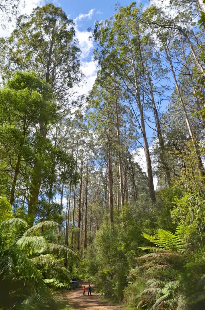 Wedding Car Hire in Toolangi
