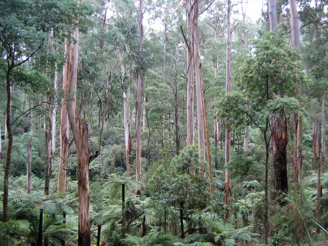 Sherbrooke to Melbourne Airport (MEL) | Reliable Airport Transfer
