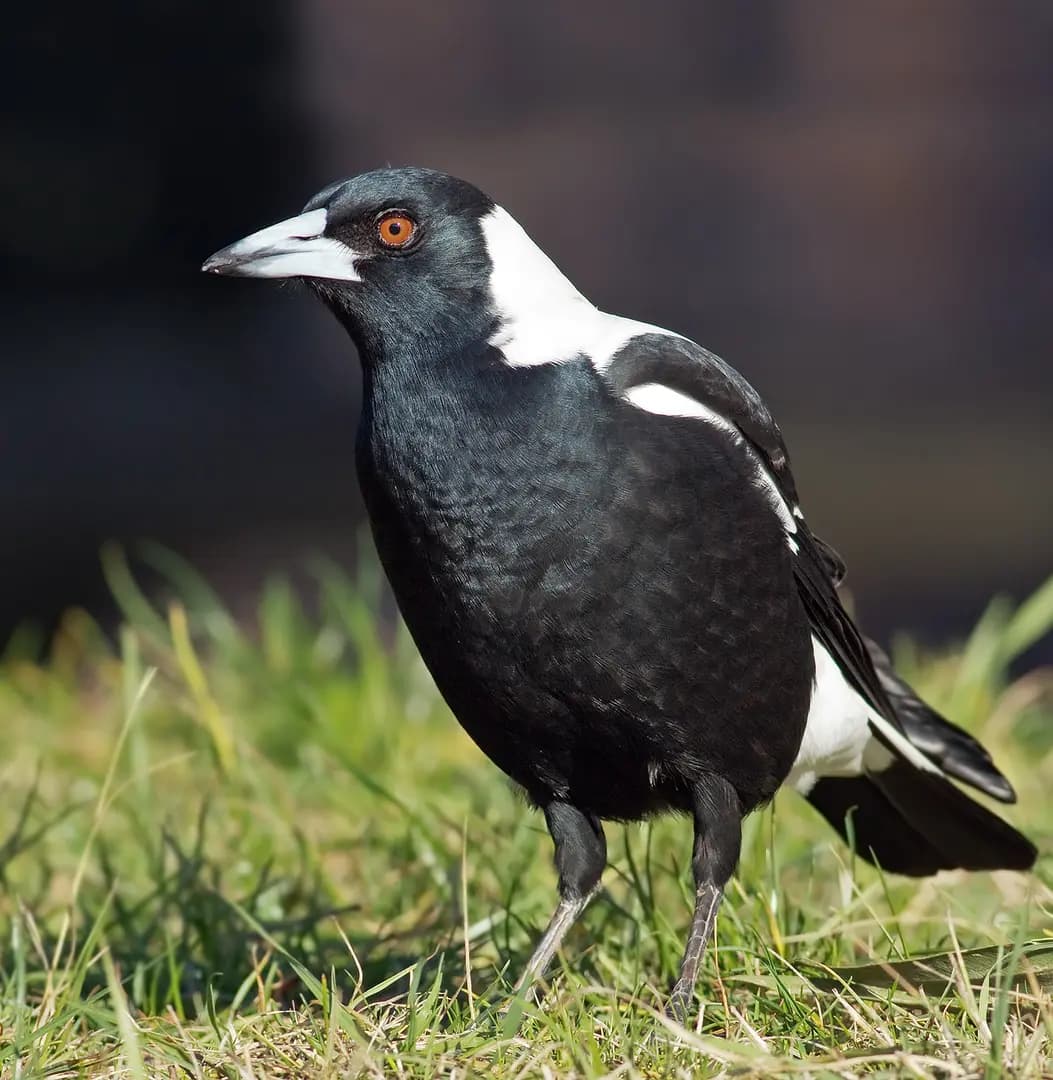 Magpie to Melbourne Airport (MEL) | Reliable Airport Transfer