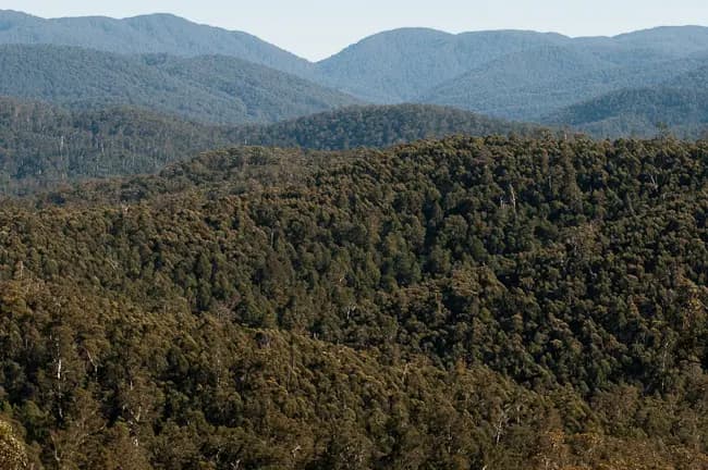 Errinundra to Melbourne Airport (MEL) | Reliable Airport Transfer