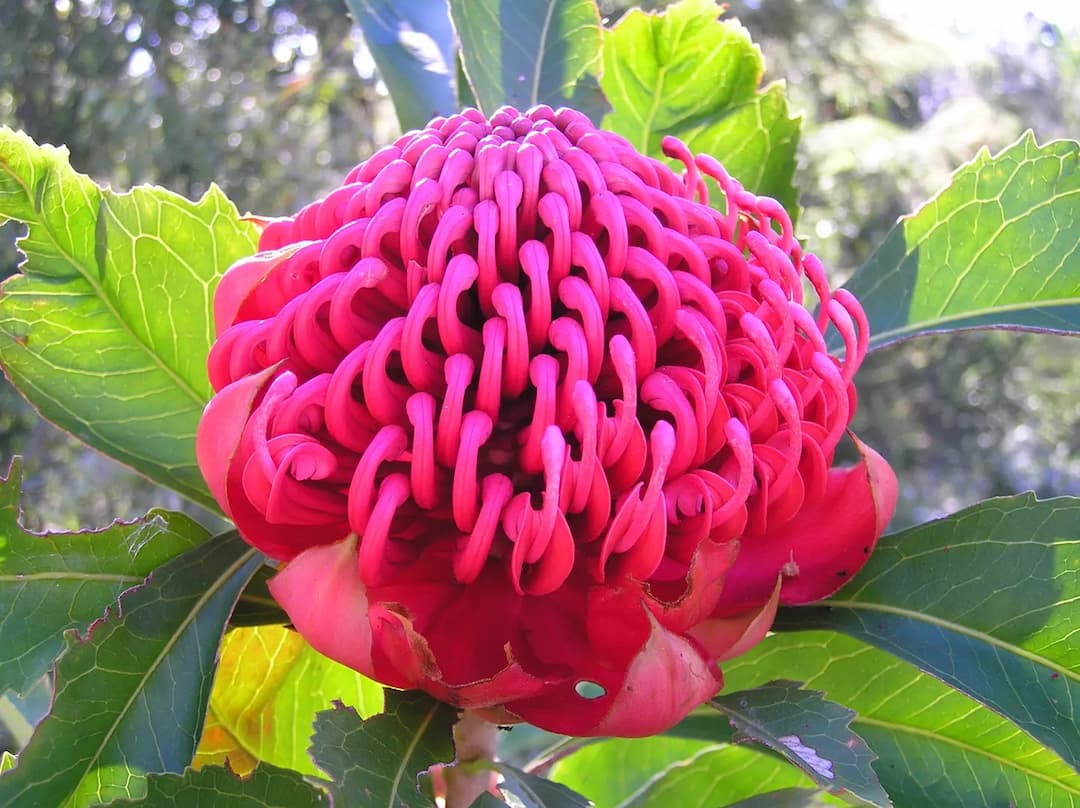 Waratah North to Melbourne Airport (MEL) | Reliable Airport Transfer
