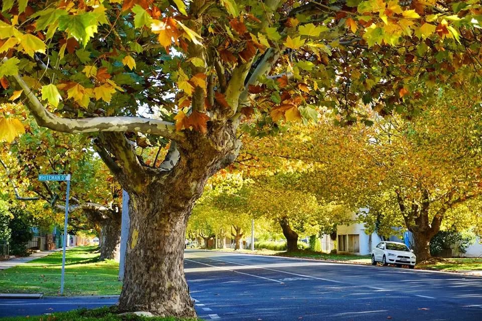 Seymour to Melbourne Airport (MEL) | Reliable Airport Transfer