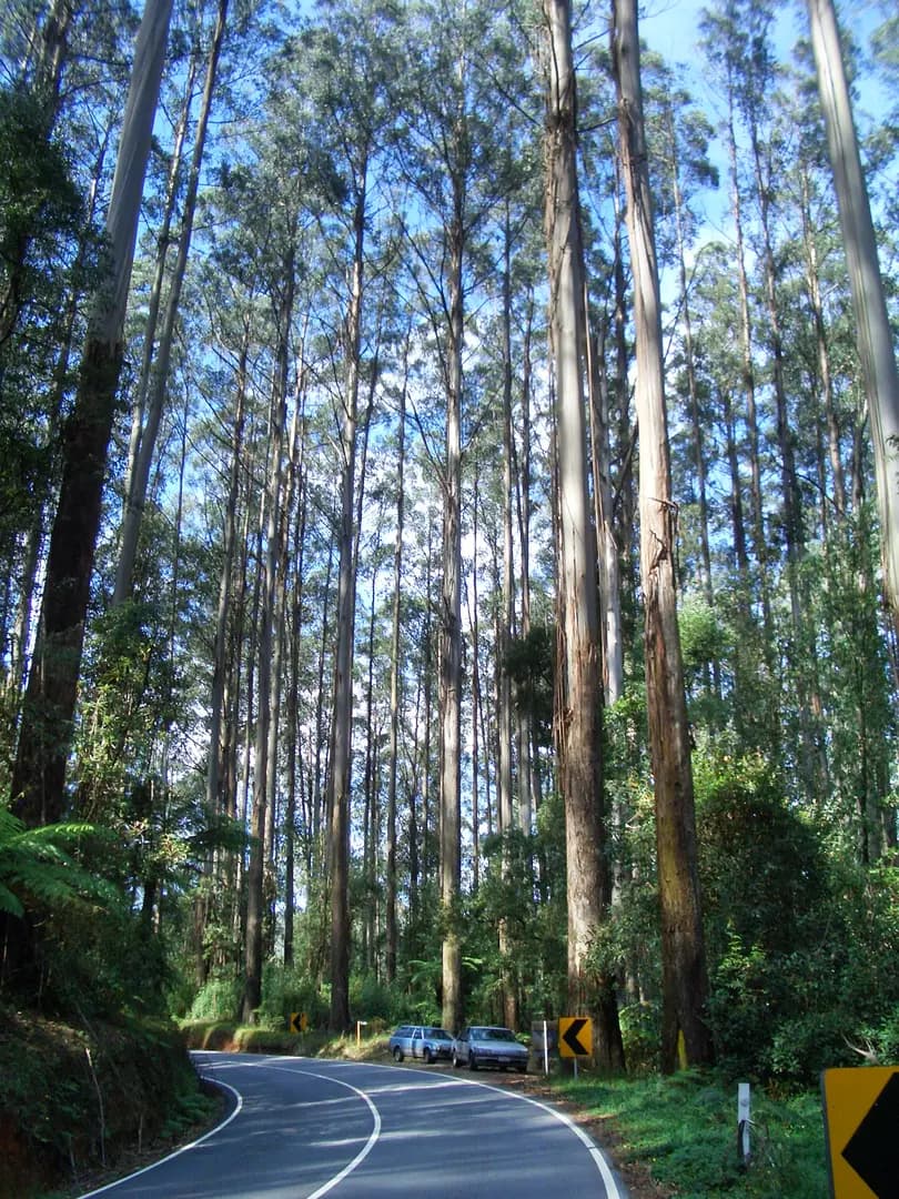 Grassy Spur to Melbourne Airport (MEL) | Reliable Airport Transfer