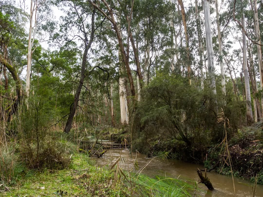 Yellingbo to Melbourne Airport (MEL) | Reliable Airport Transfer