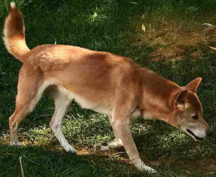 Wild Dog Valley to Melbourne Airport (MEL) | Reliable Airport Transfer