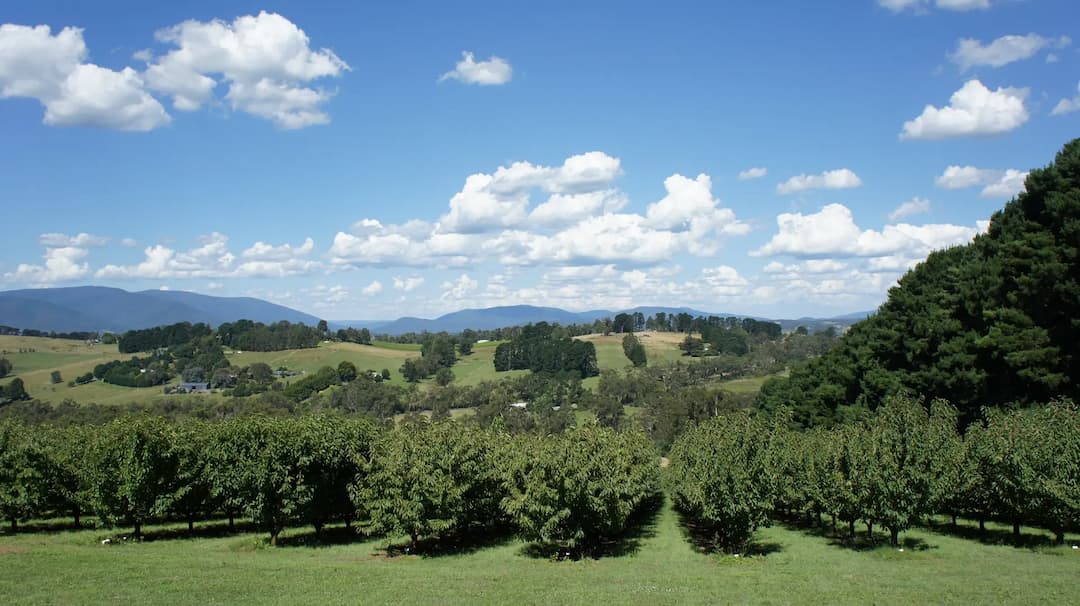 Tarra Valley to Melbourne Airport (MEL) | Reliable Airport Transfer