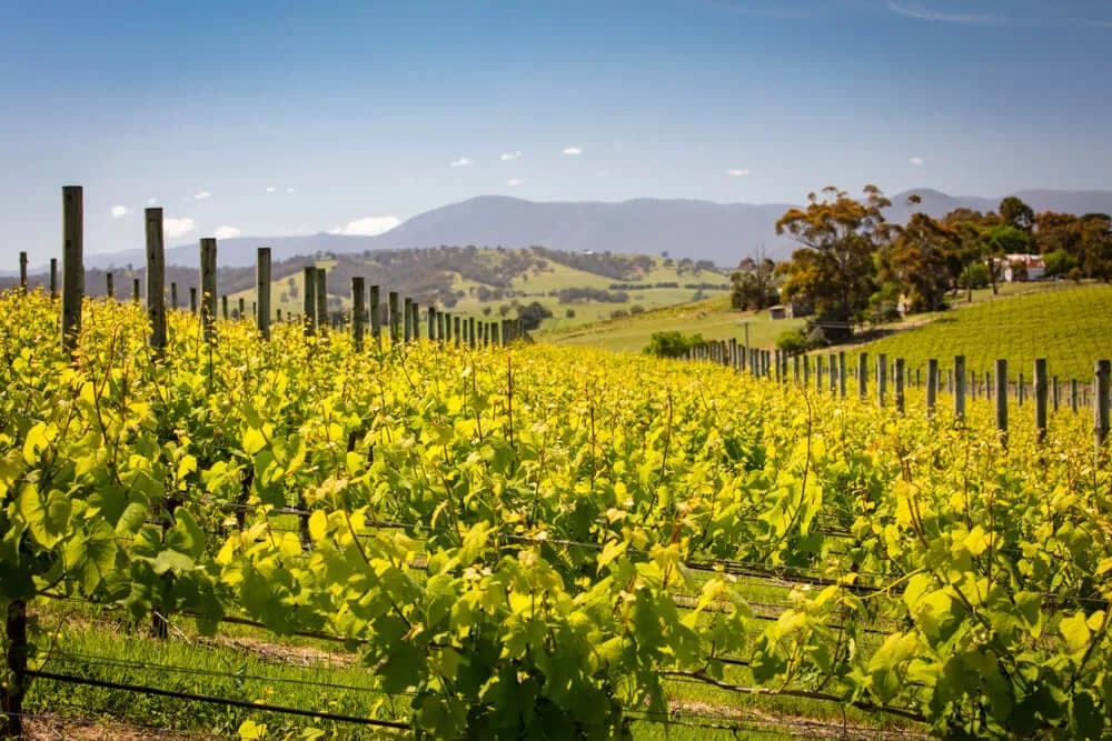 Enjoy Mind-Blowing Melbourne Sightseeing Tours With mnmridez Chauffeur Luxury Chauffeur